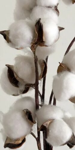 COTON